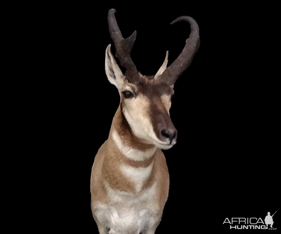 Pronghorn Shoulder Mount Taxidermy