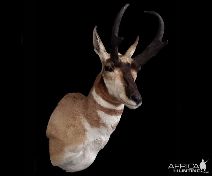 Pronghorn Shoulder Mount Taxidermy