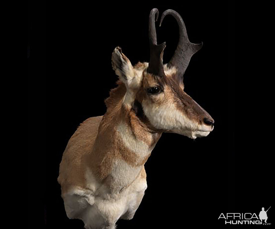 Pronghorn Shoulder Mount Taxidermy