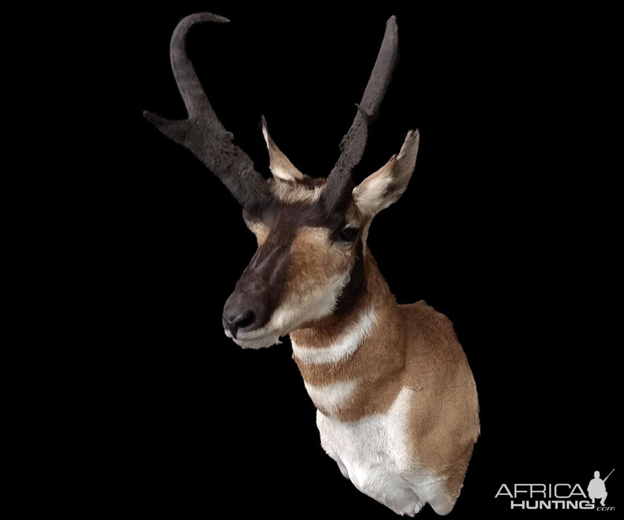 Pronghorn Shoulder Mount Taxidermy