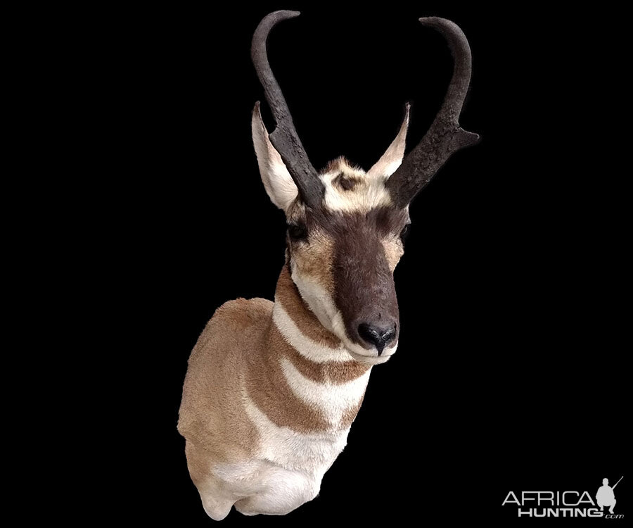 Pronghorn Shoulder Mount Taxidermy