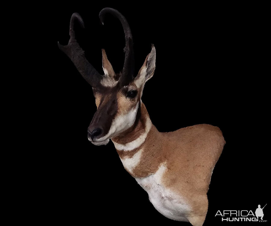 Pronghorn Shoulder Mount Taxidermy