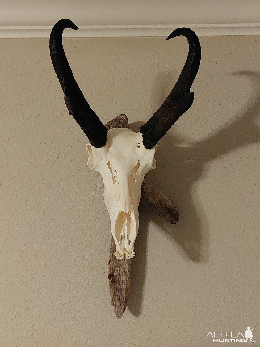 Pronghorn Skull Mount Taxidermy