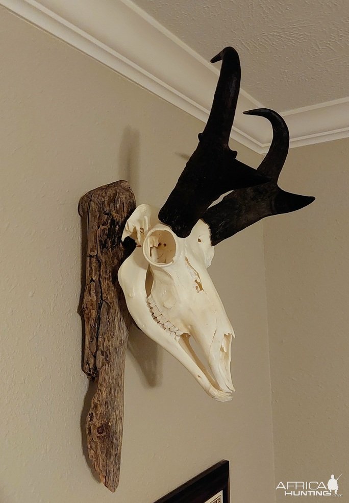 Pronghorn Skull Mount Taxidermy