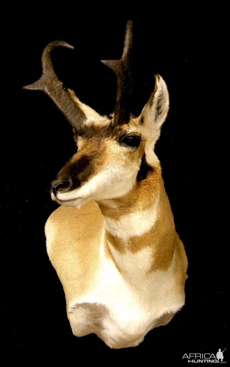 Pronghorn Wall Pedestal Mount Taxidermy