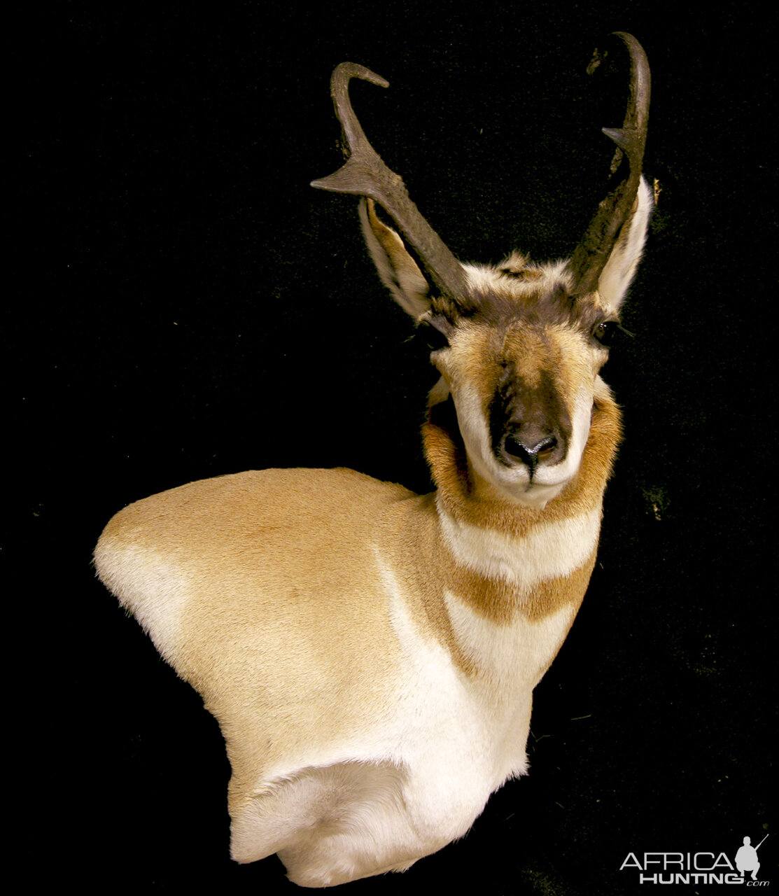 Pronghorn Wall Pedestal Mount Taxidermy