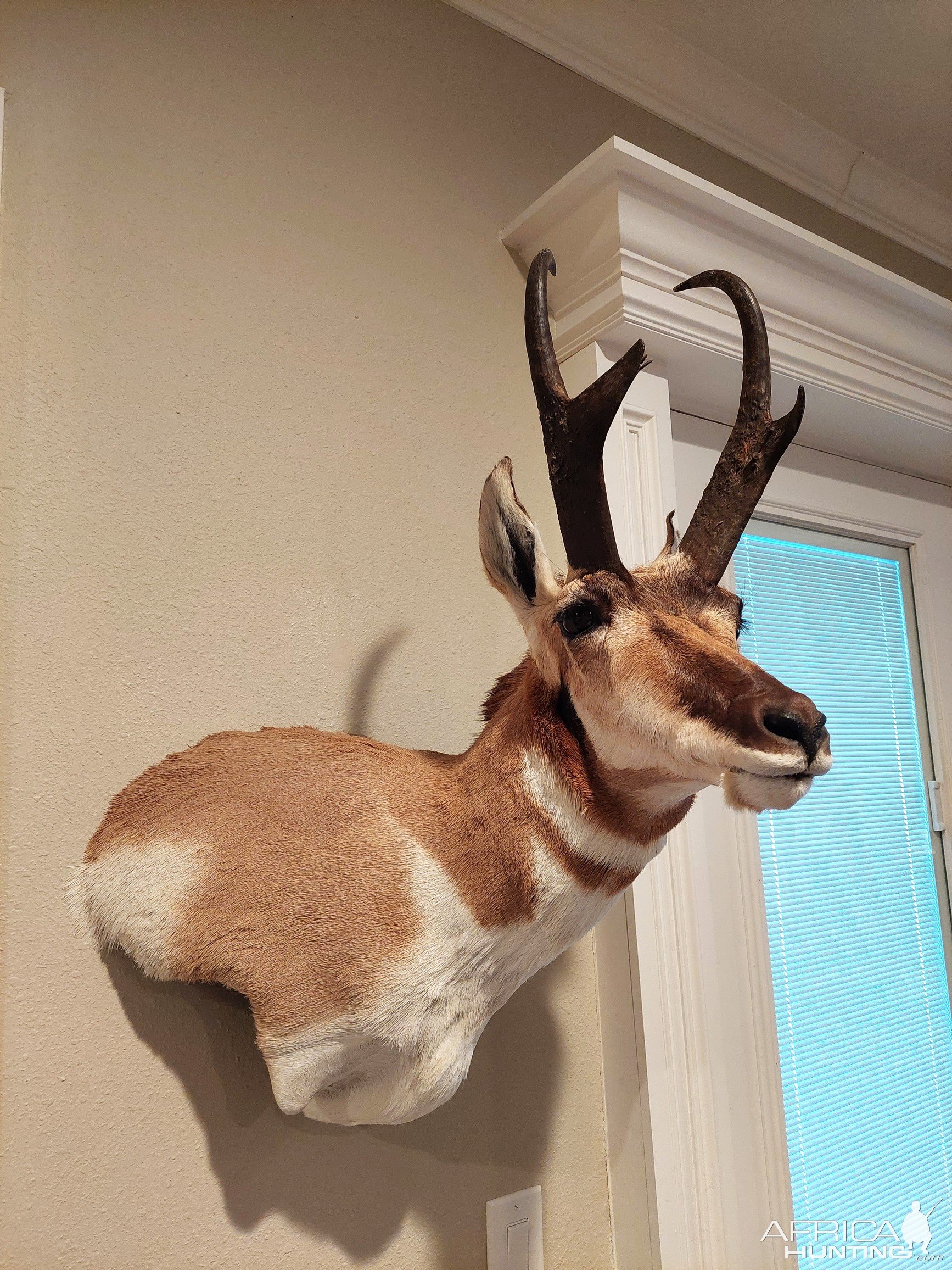 Pronghorn Wall Pedestal Mount