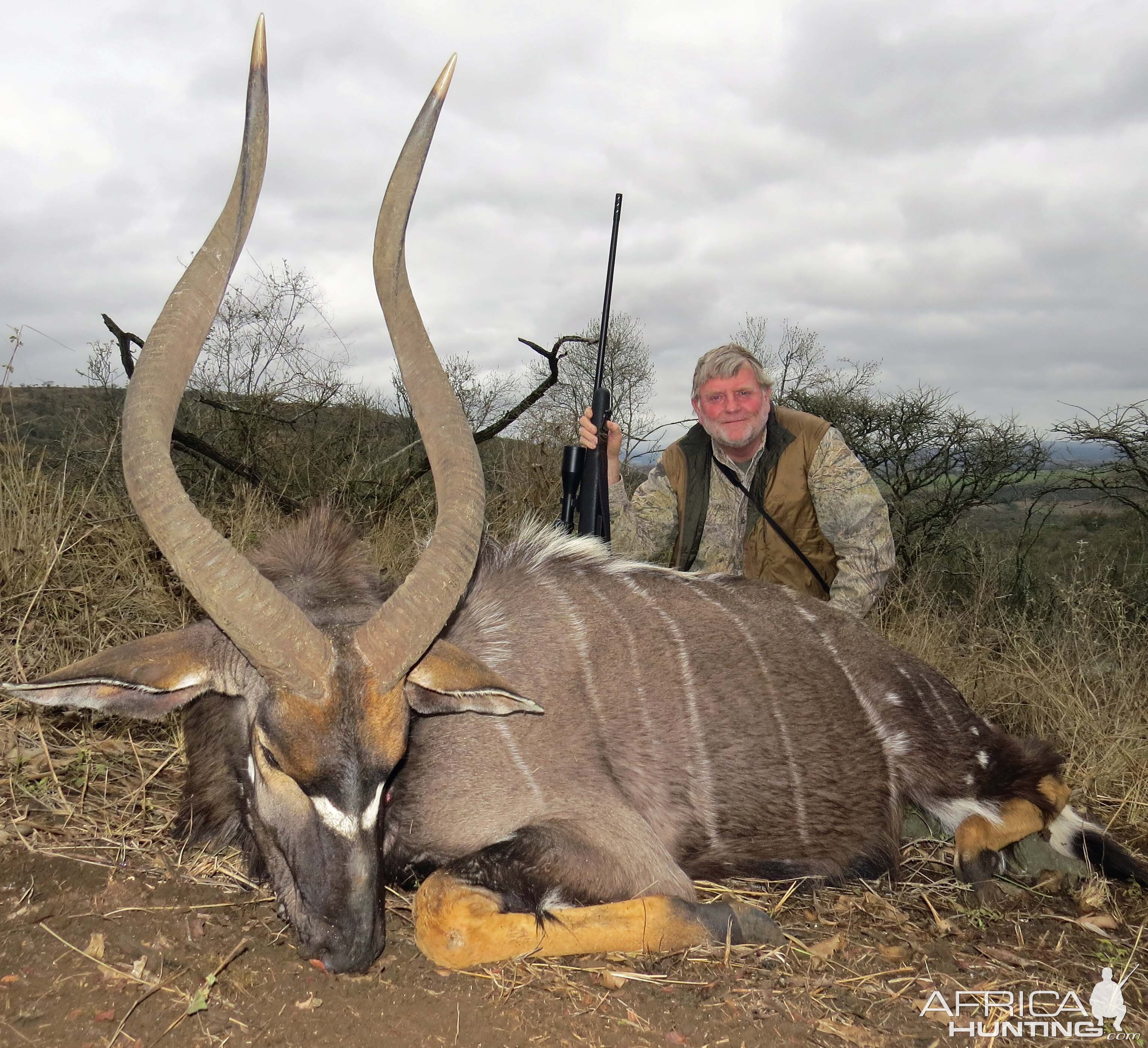 Proper Nyala Bull, huge bell, 31" Kwa Zulu Natal, home of the Nyala