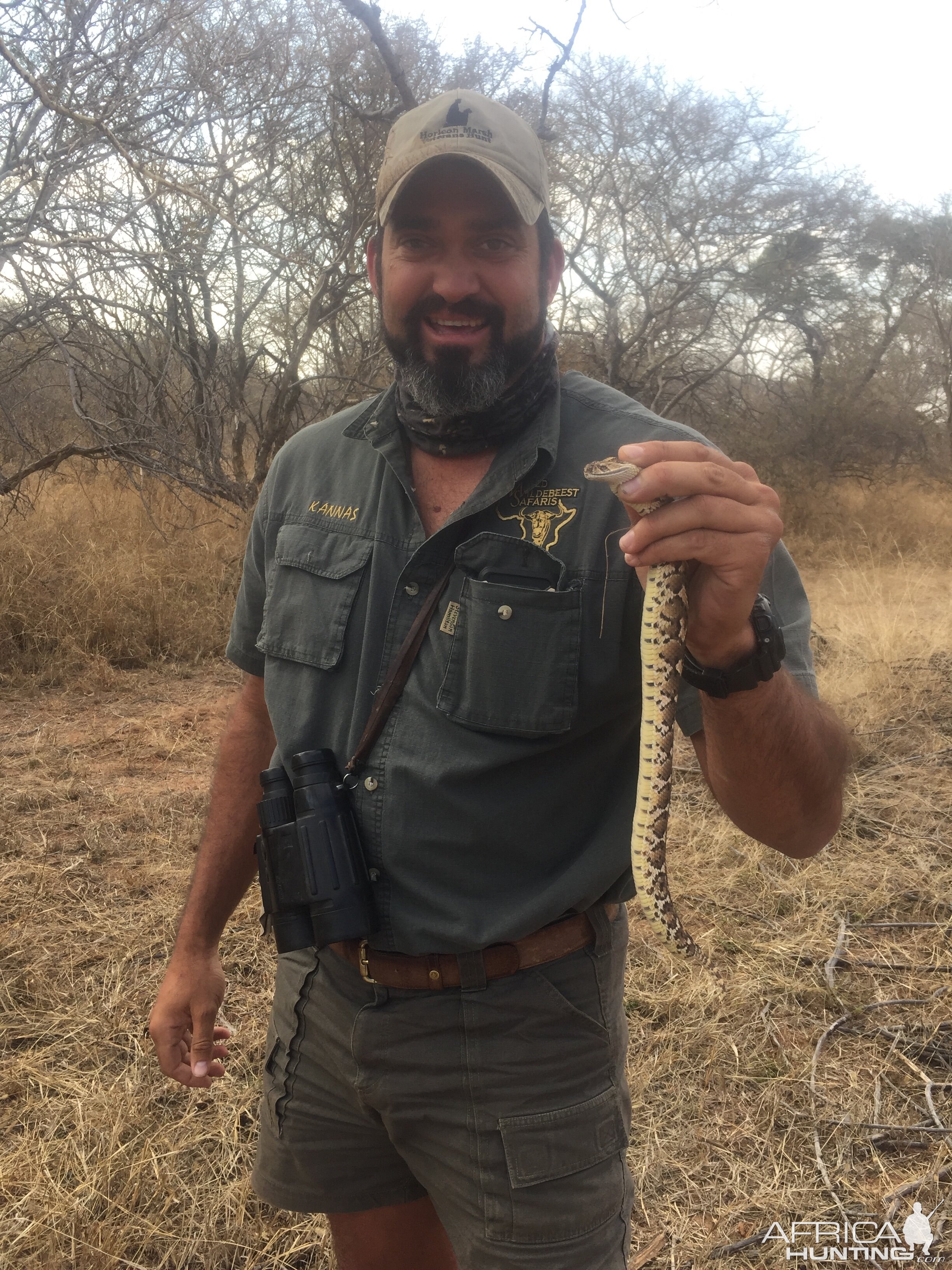 Puff Adder Snake South Africa