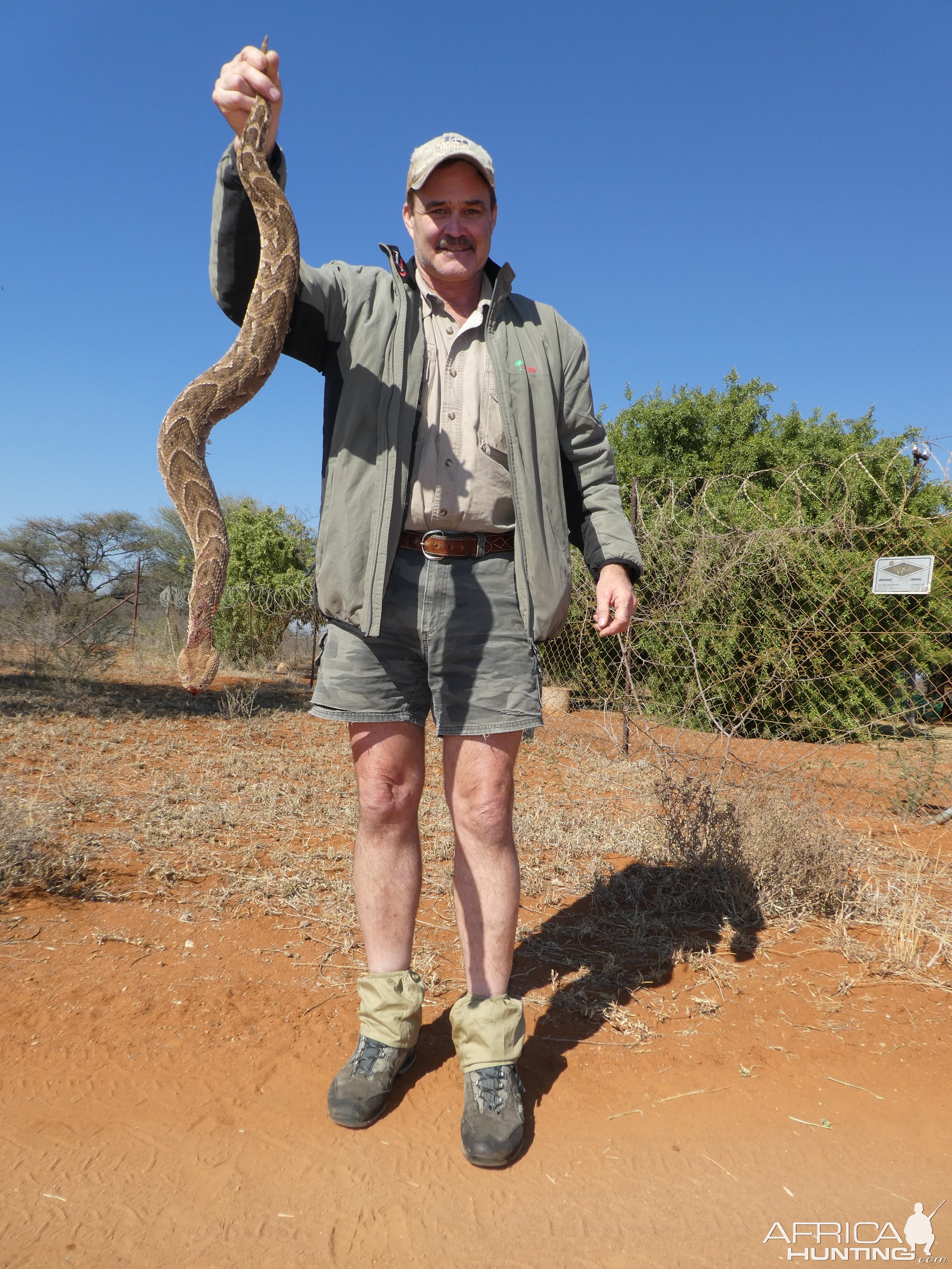 Puff Adder Snake