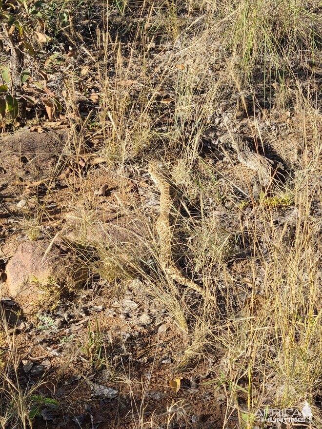 Puff Adder Snake