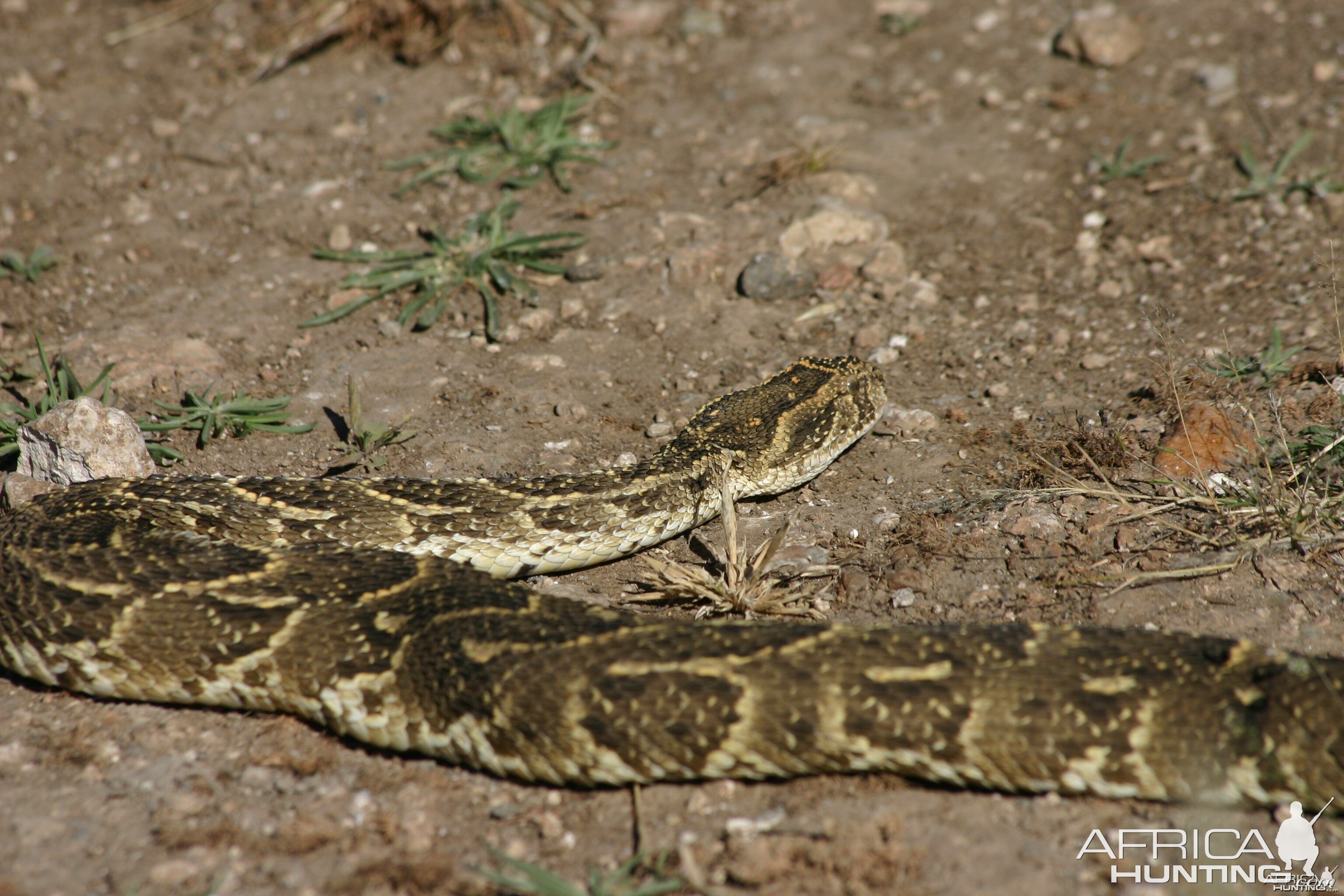 Puff Adder