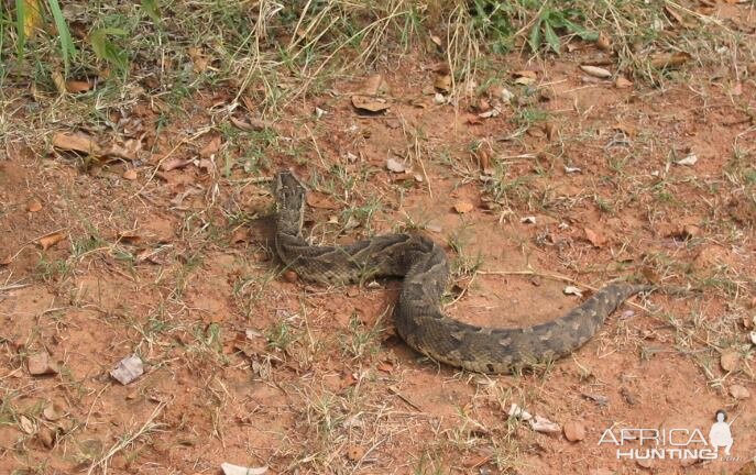 Puff Adder