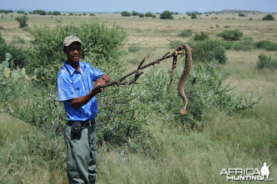 Puff Adder