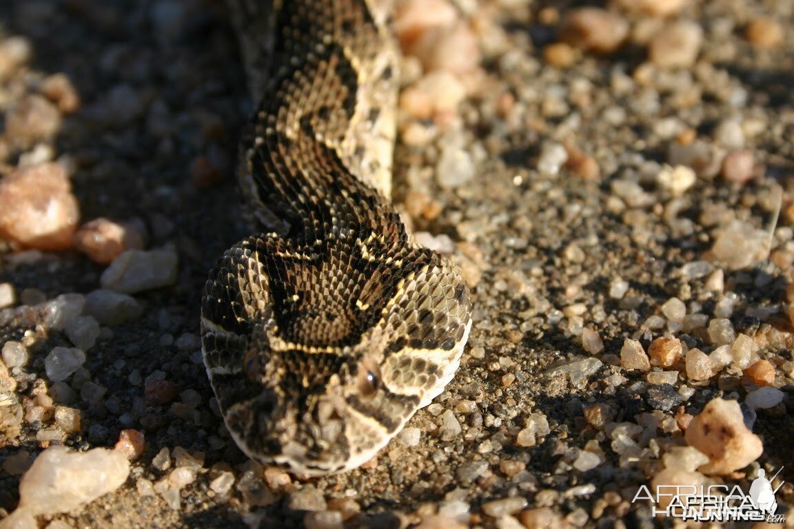 Puff Adder