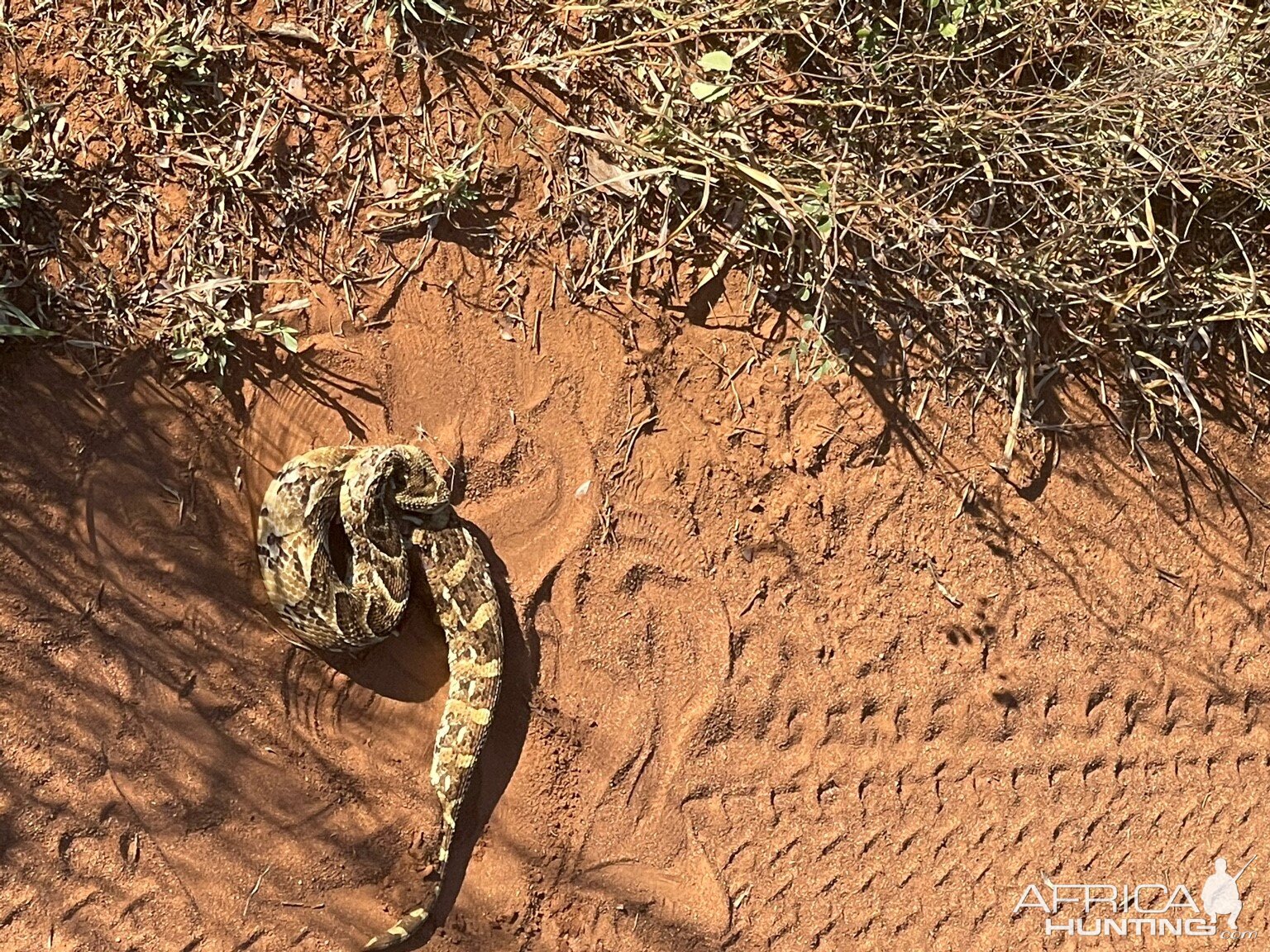 Puffadder Snake Zimbabwe