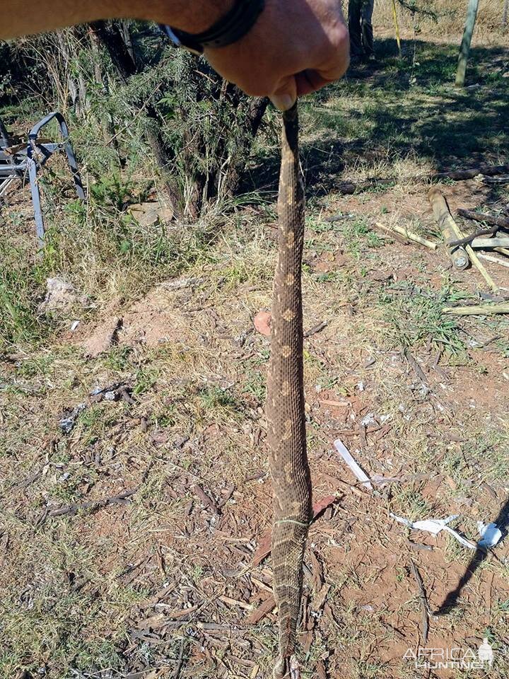 Puffadder South Africa