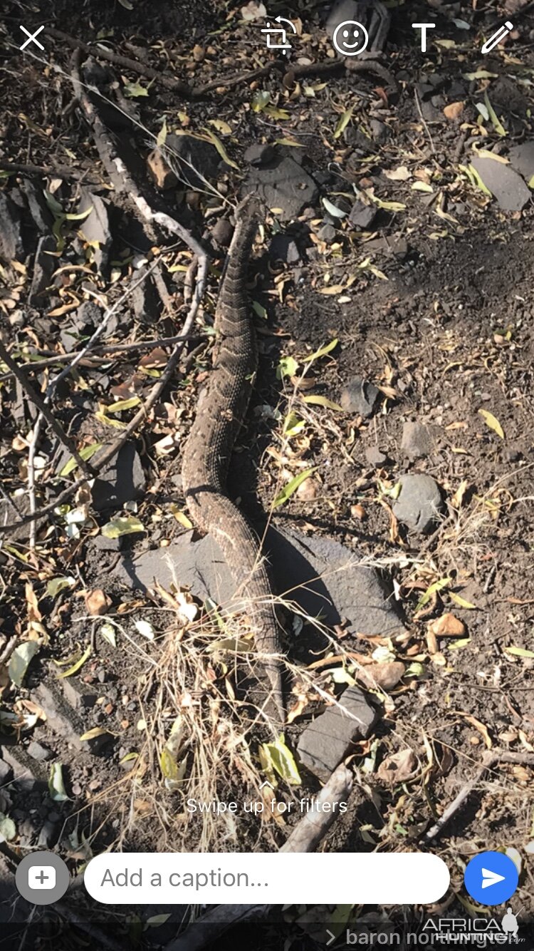 Puffadder South Africa