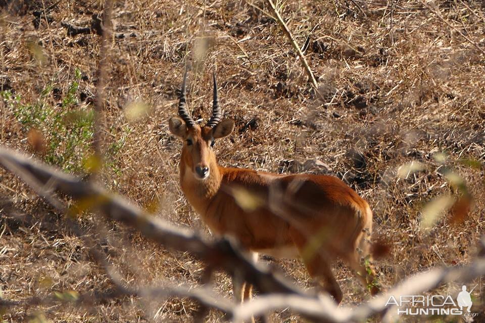 Puku in Zambia