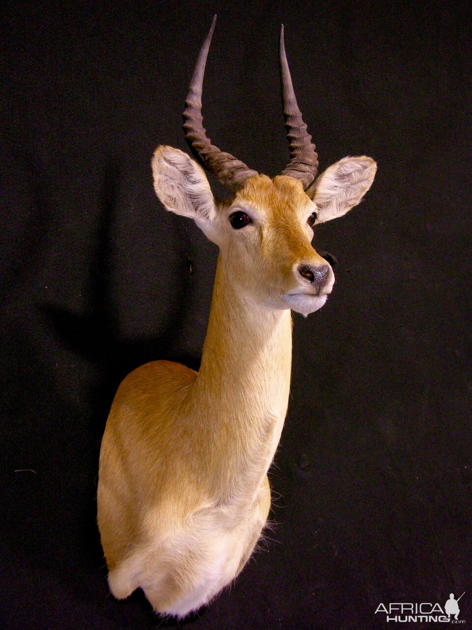 Puku Shoulder Mount Taxidermy