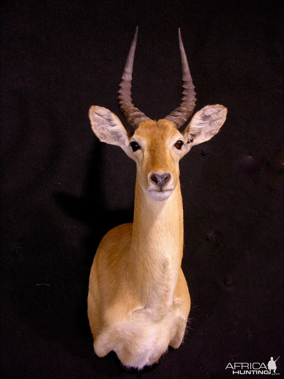 Puku Shoulder Mount Taxidermy