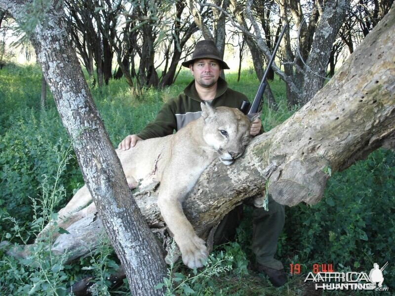 Puma Hunting in Argentina