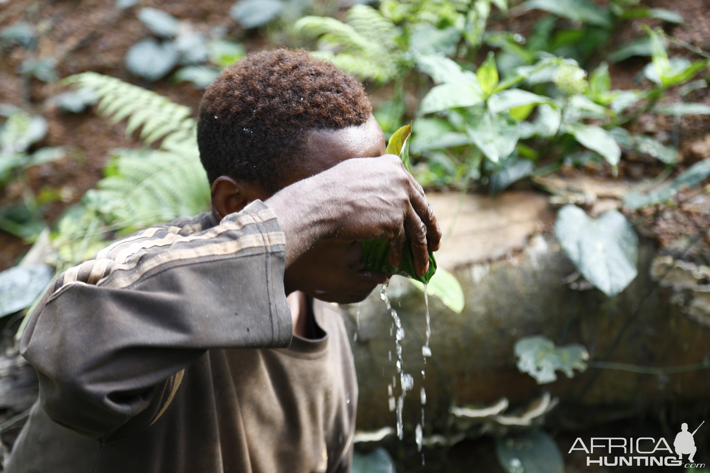 Pygmy Congo