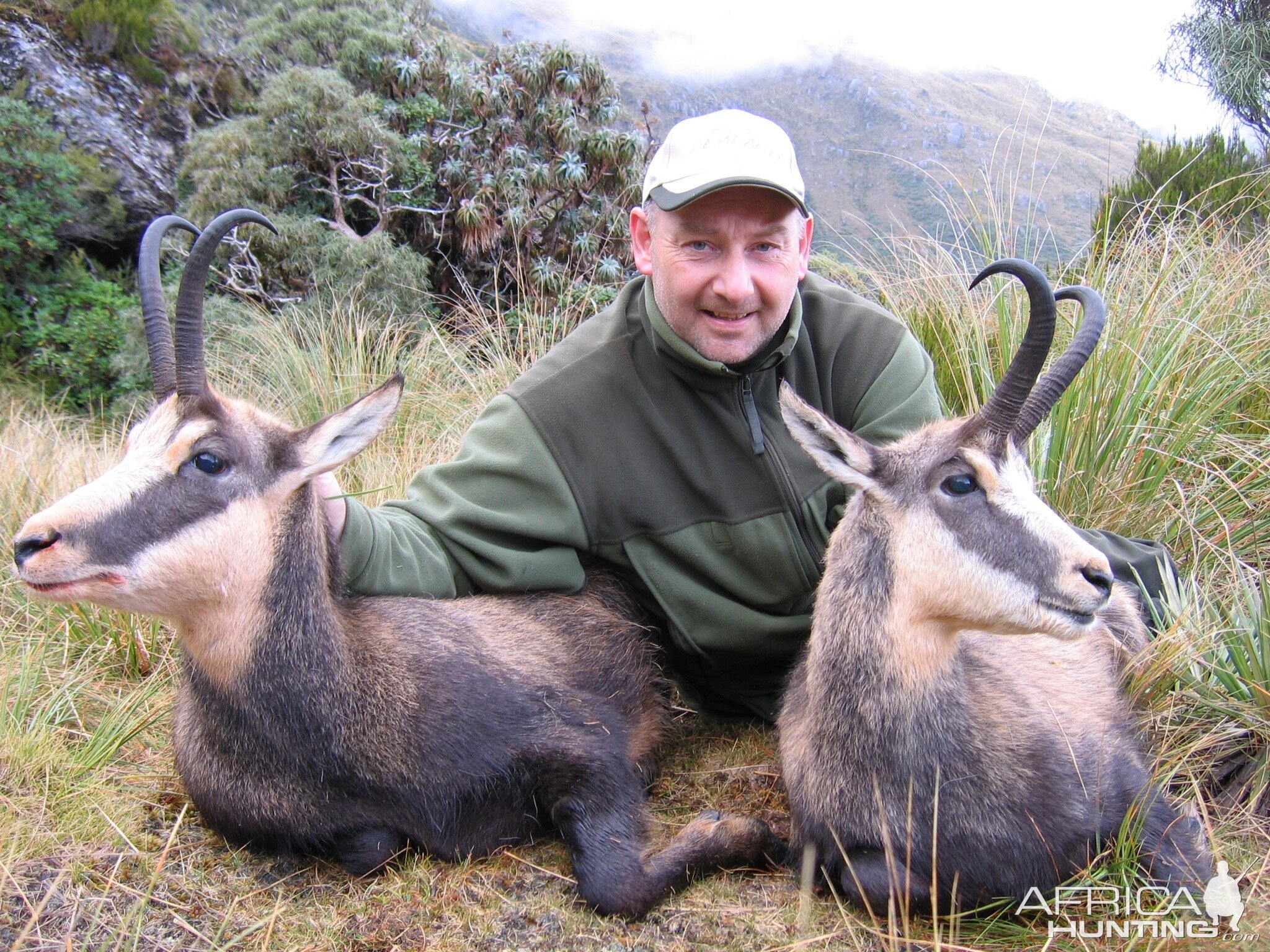 Pyrenean chamois Hunting