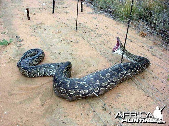 Python caught in a fence