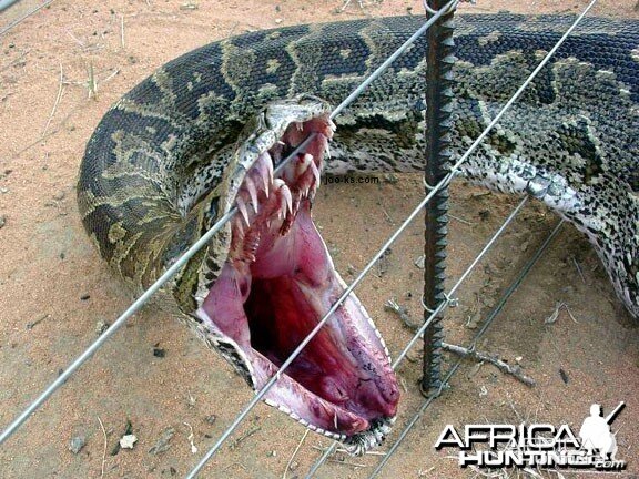 Python caught in a fence