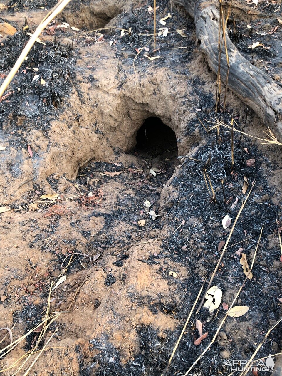 Python hole Cameroon