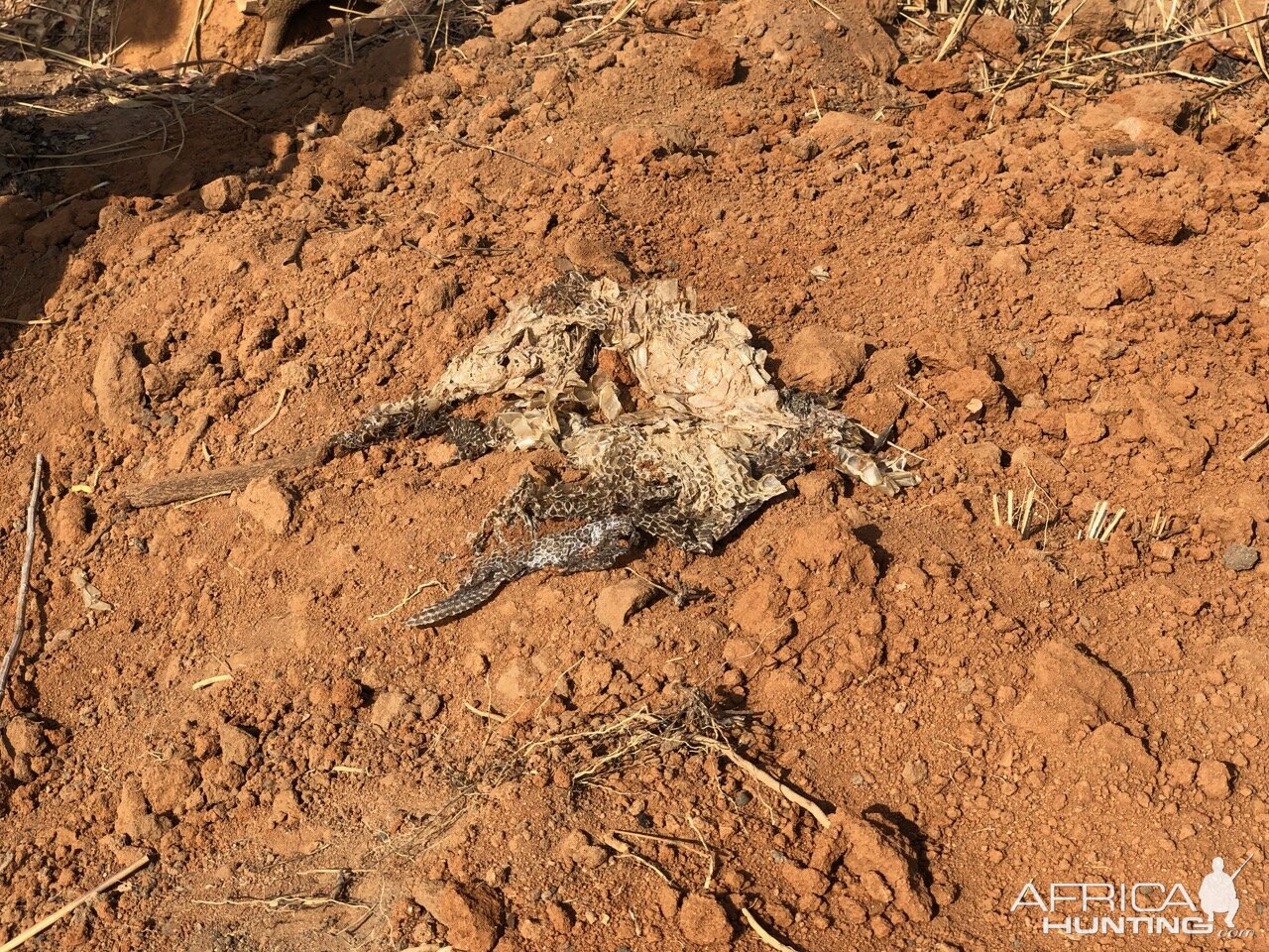 Python "Hunting" Cameroon