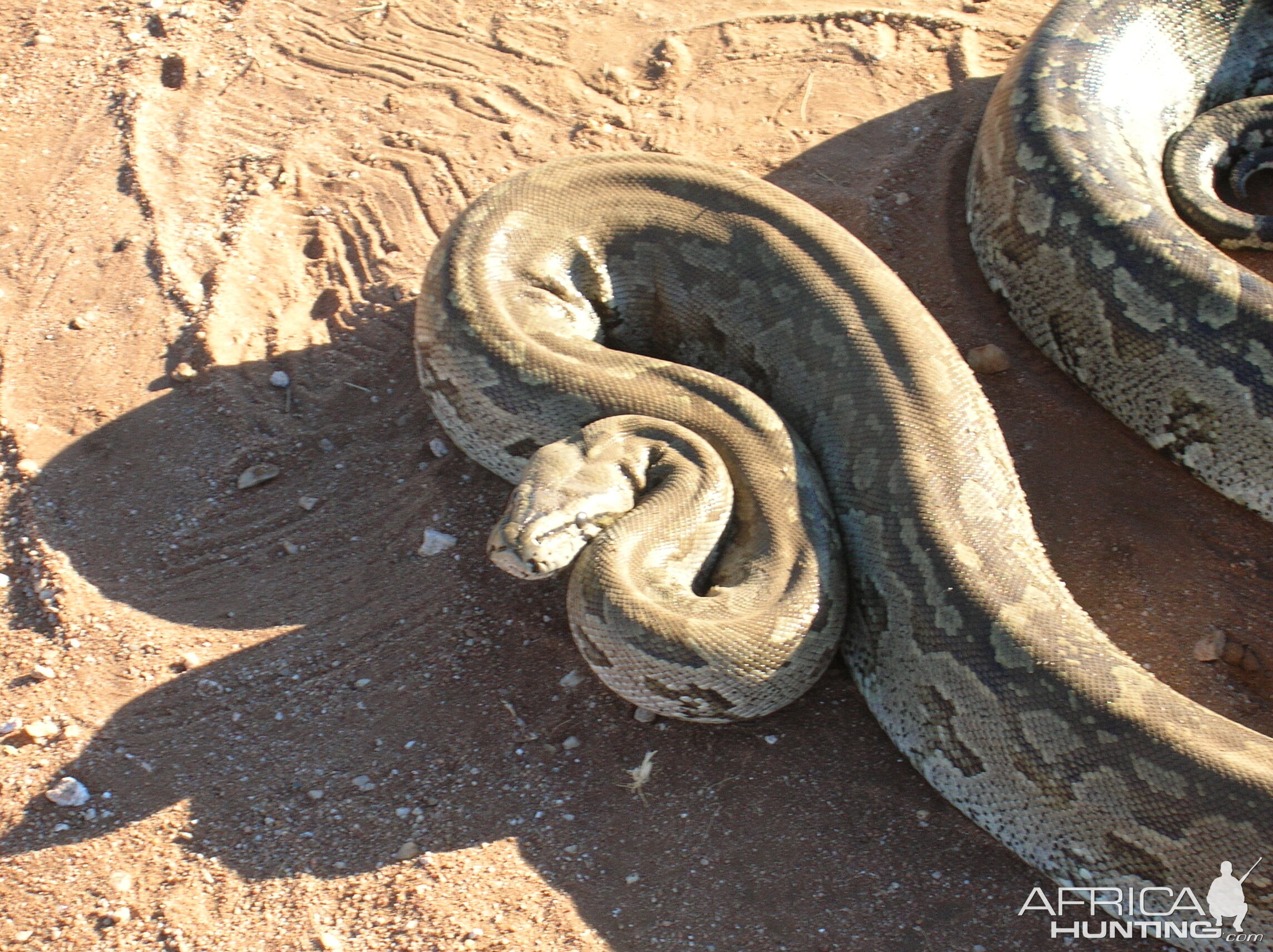 Python in Namibia