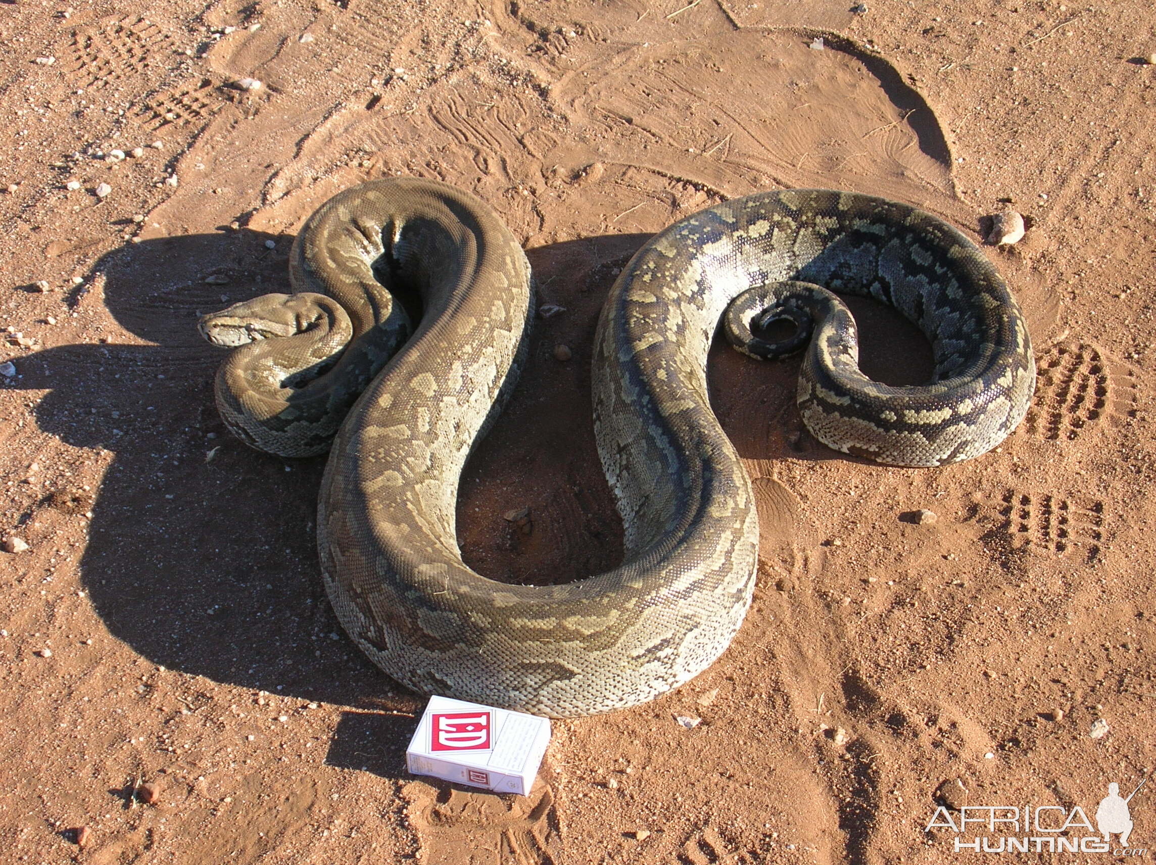 Python in Namibia