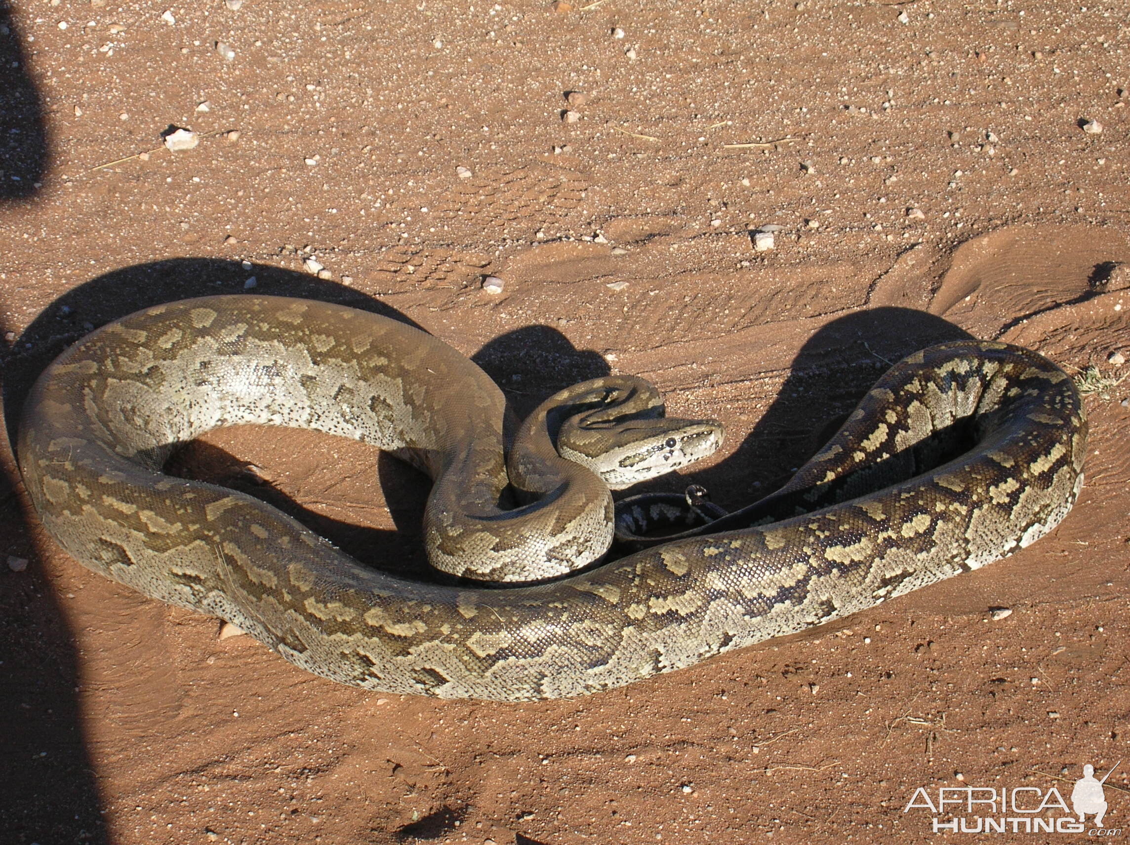 Python in Namibia