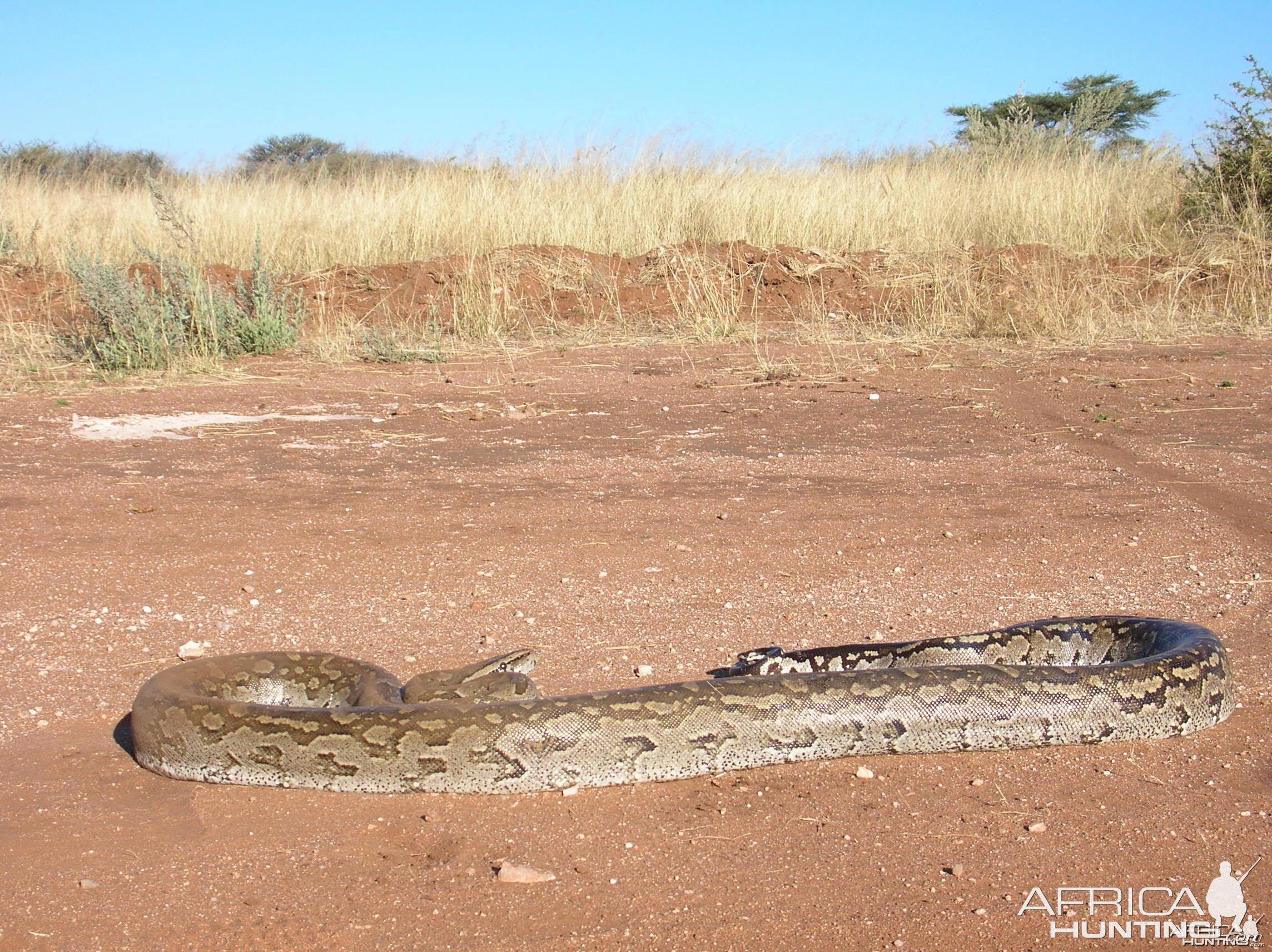 Python in Namibia