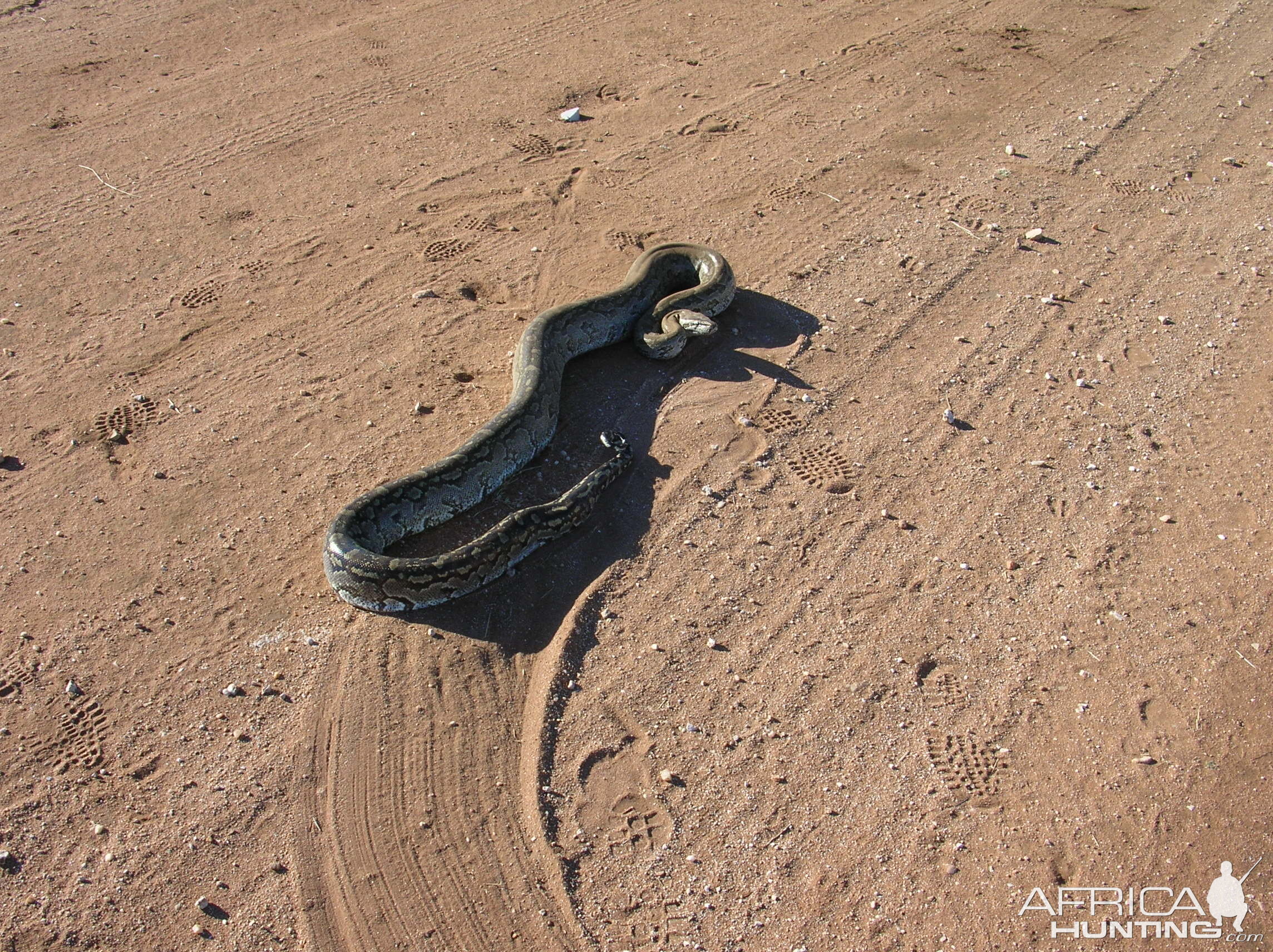 Python in Namibia