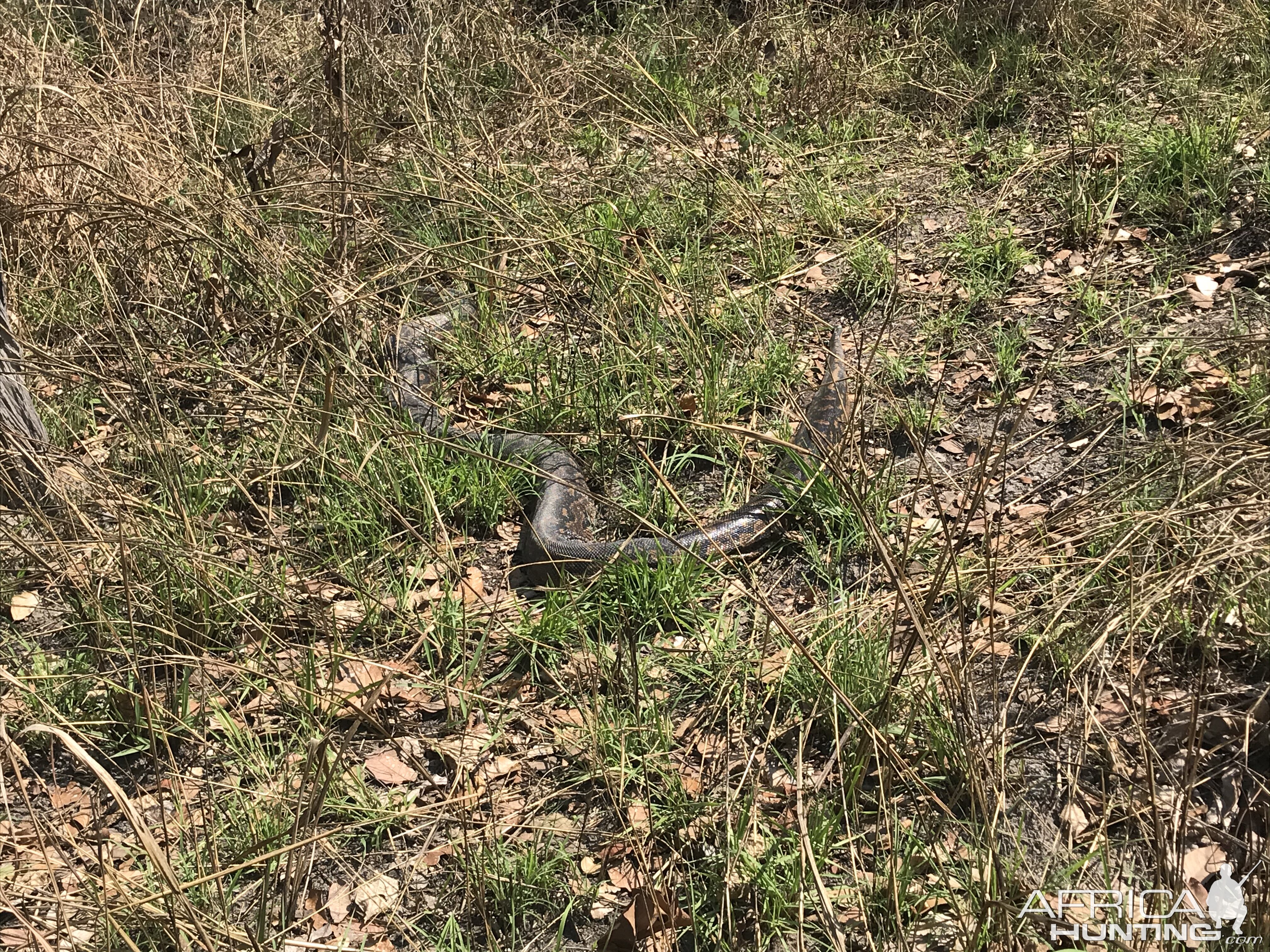 Python Zambia