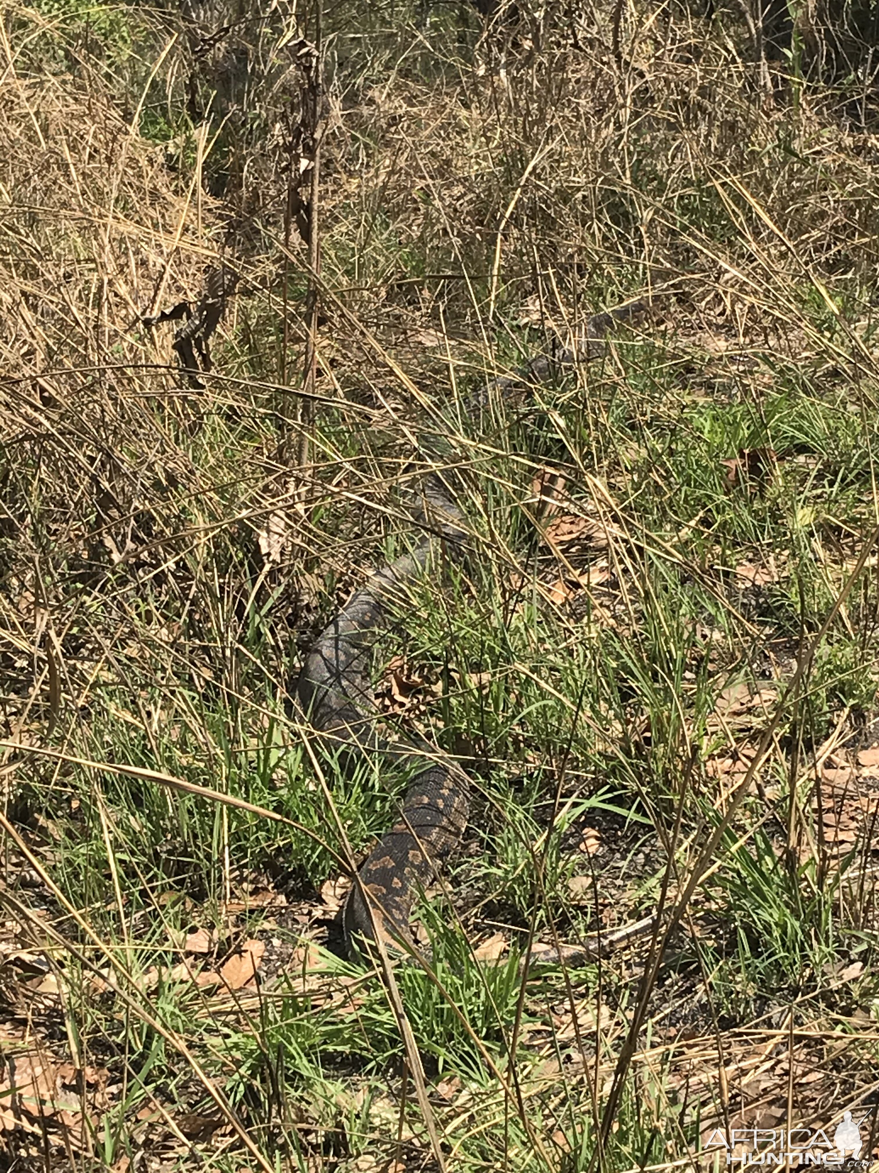 Python Zambia