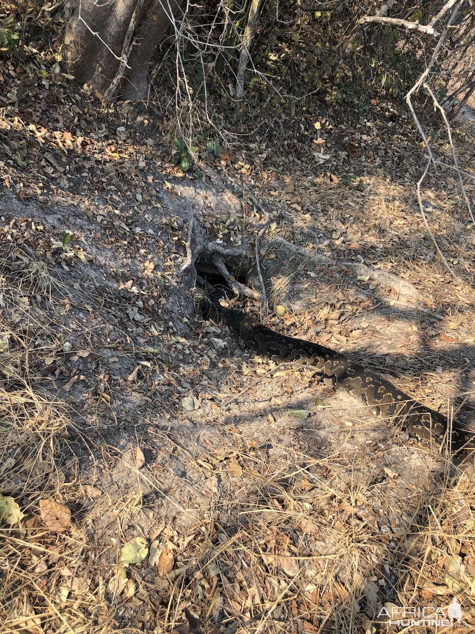 Python Zambia