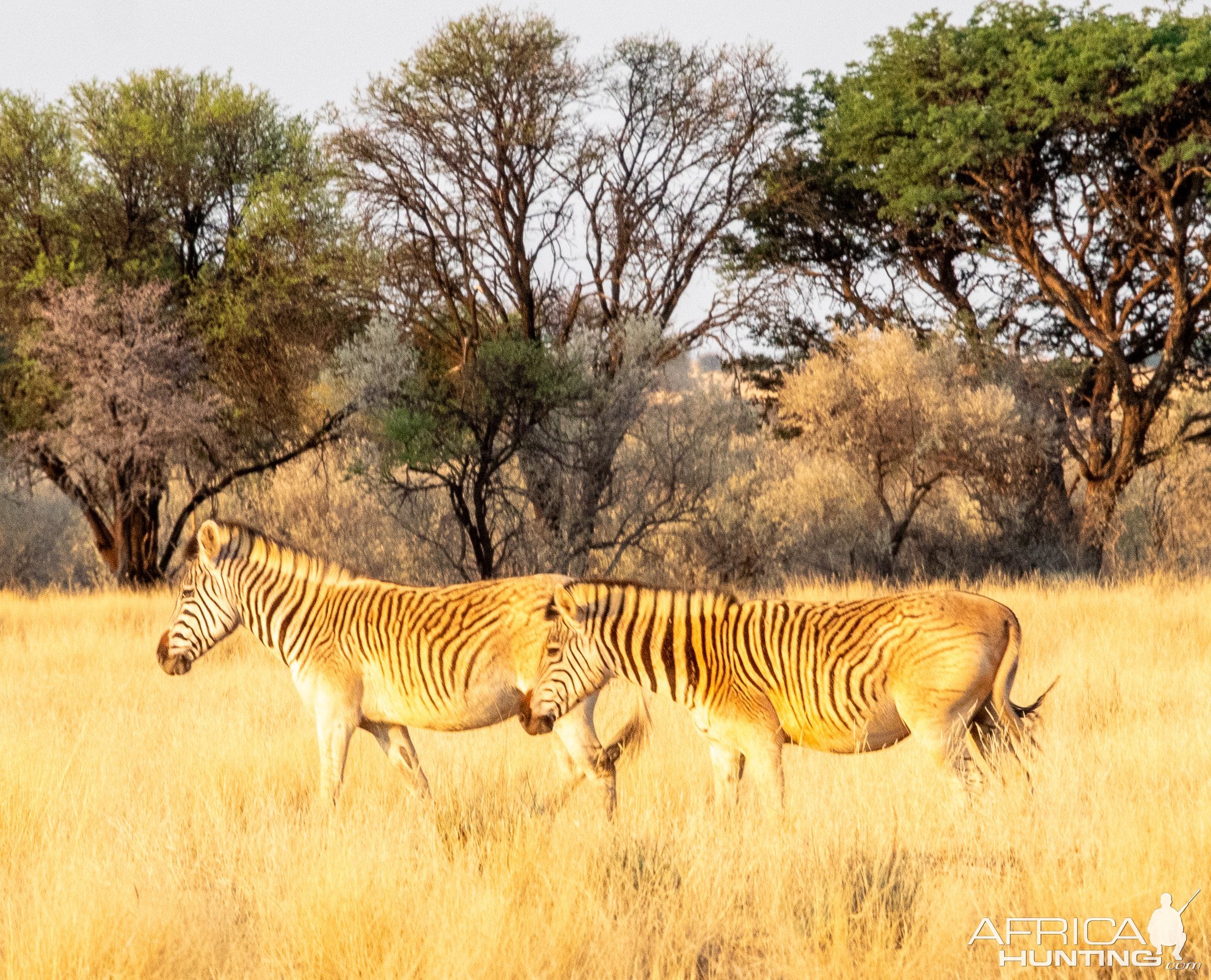 Quagga South Africa