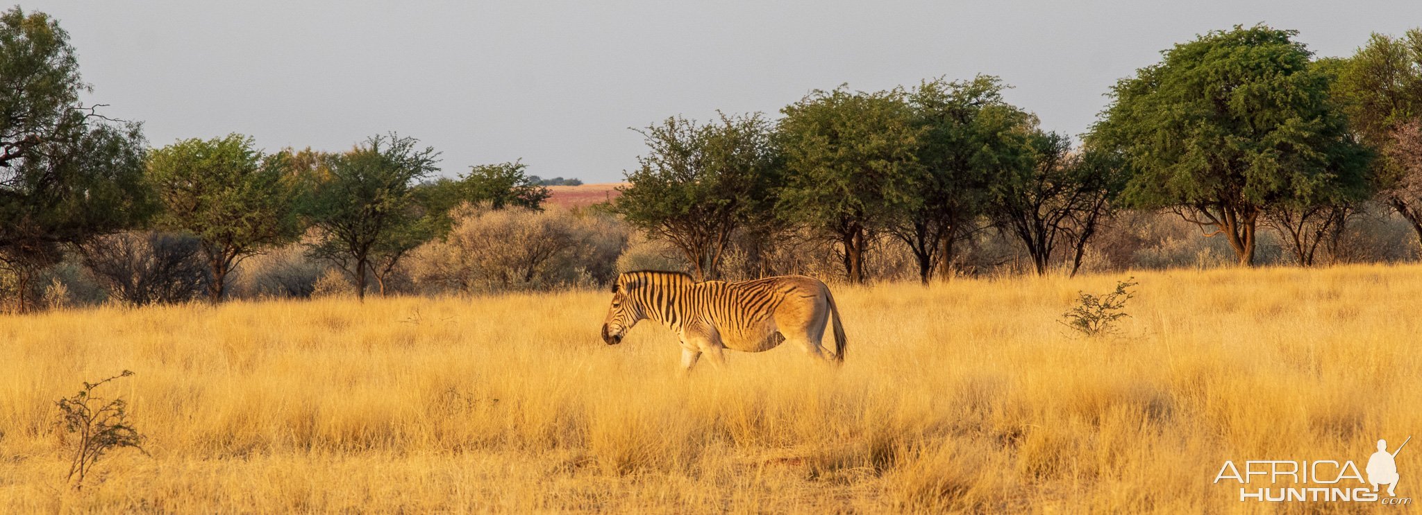 Quagga South Africa