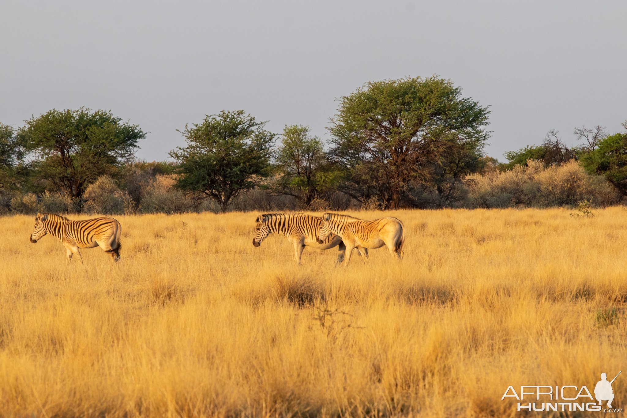 Quagga South Africa