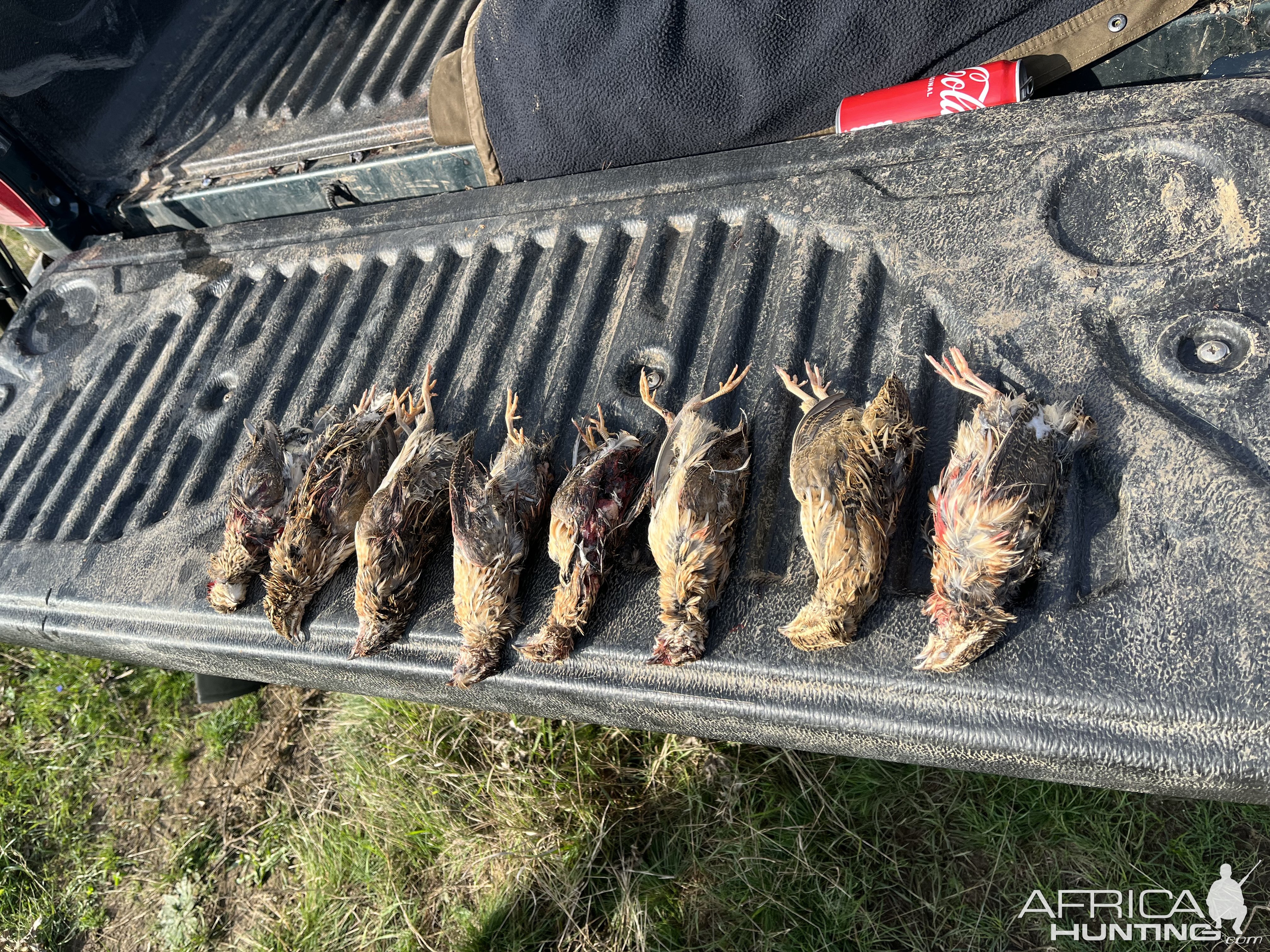 Quail Hunting Romania