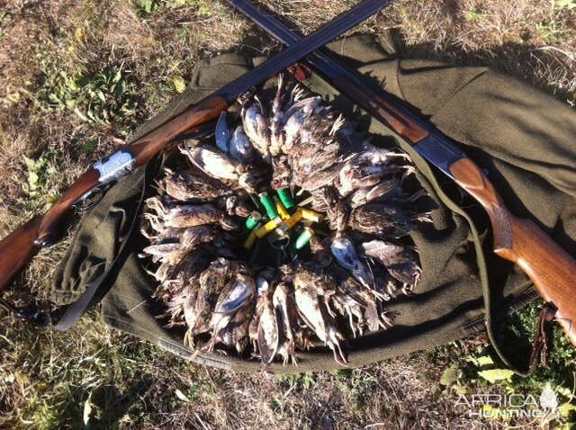 quails hunt in Romania