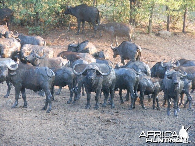 Quality breeder Bull