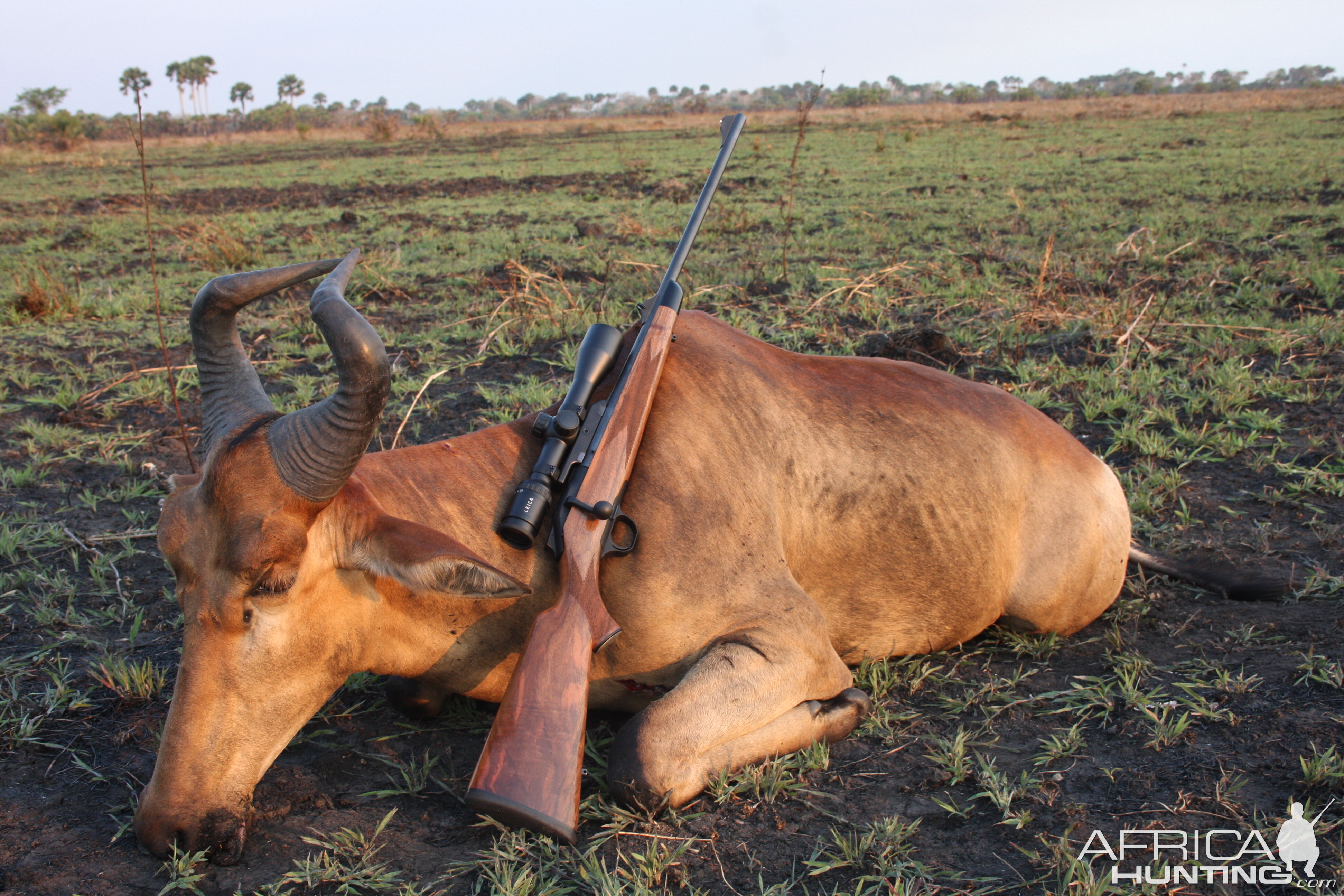 R&W Lichtenstein Hartebeest Coutada 14 Mozambique