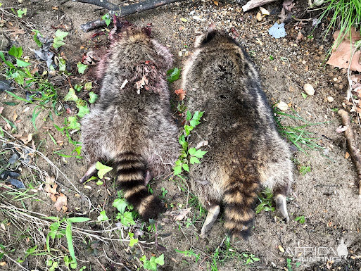 Raccoon Hunt