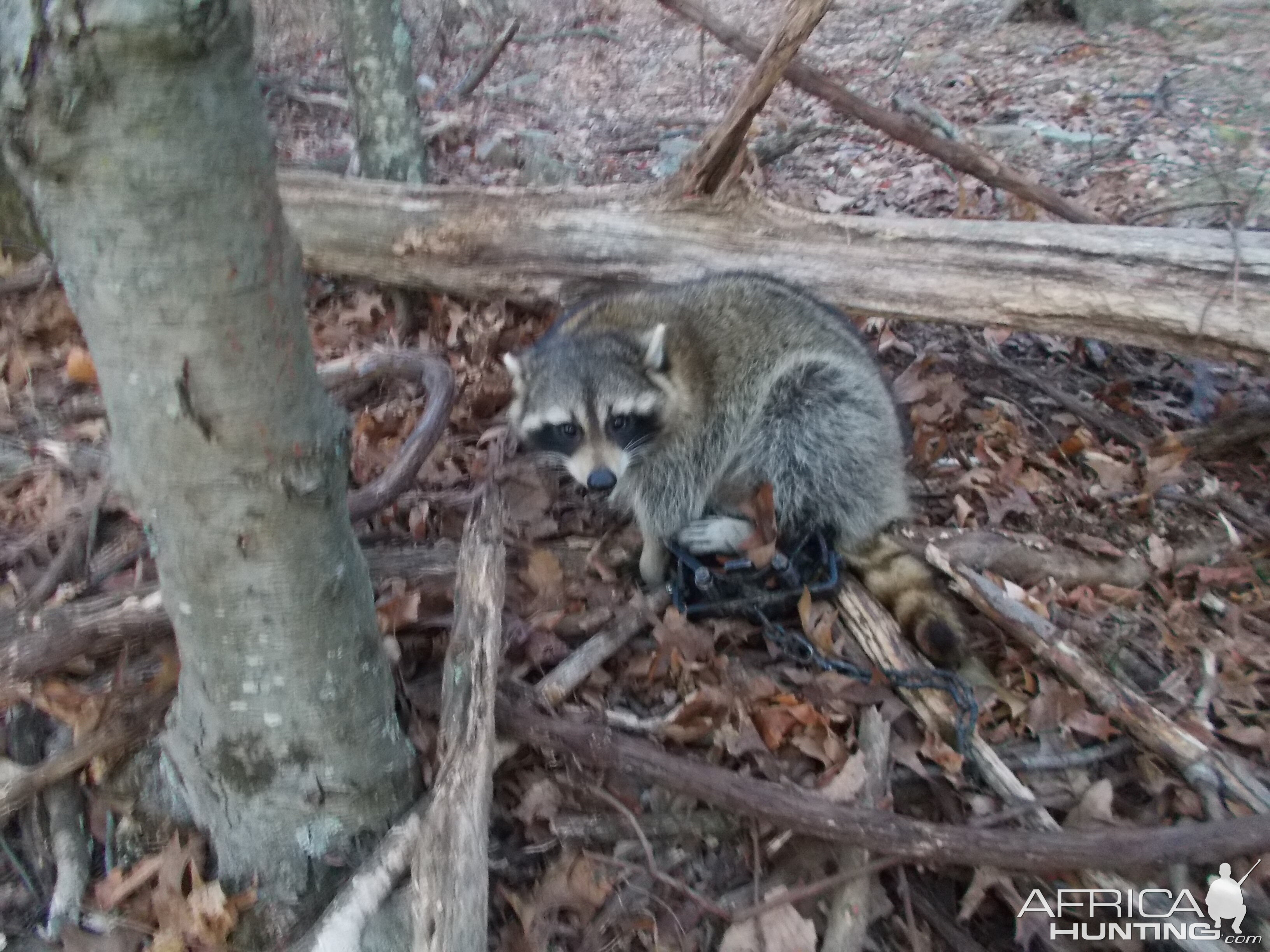 Raccoon USA