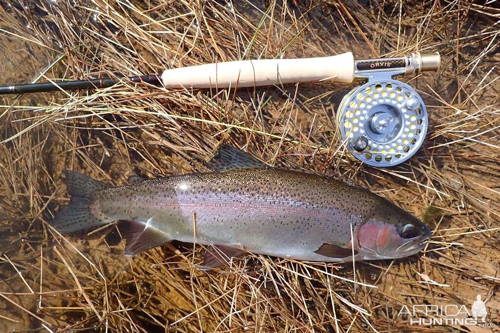 Rainbow Trout Fishing Colorado River Arizona USA